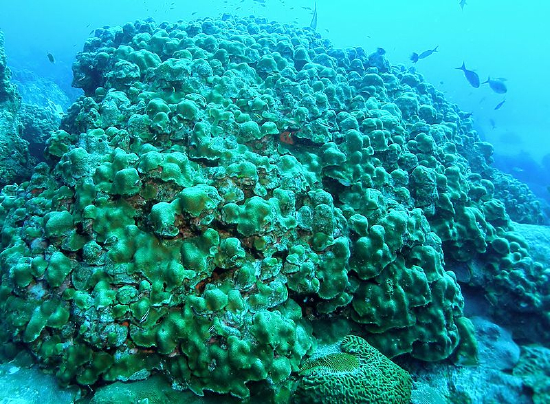  Montastraea annularia (Bolder Coral)